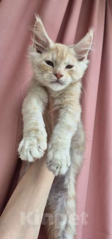 Кошки в Санкт-Петербурге: Мейн кун Nico Мальчик, Бесплатно - фото 2