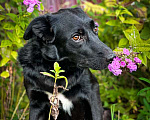 Собаки в Москве: Молодая метис лабрадора Джиджи в дар Девочка, Бесплатно - фото 2