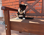Кошки в Воронеже: Котёнок девочка с доставкой Девочка, Бесплатно - фото 5