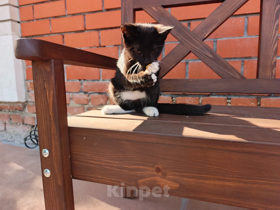 Кошки в Воронеже: Котёнок девочка с доставкой Девочка, Бесплатно - фото 5