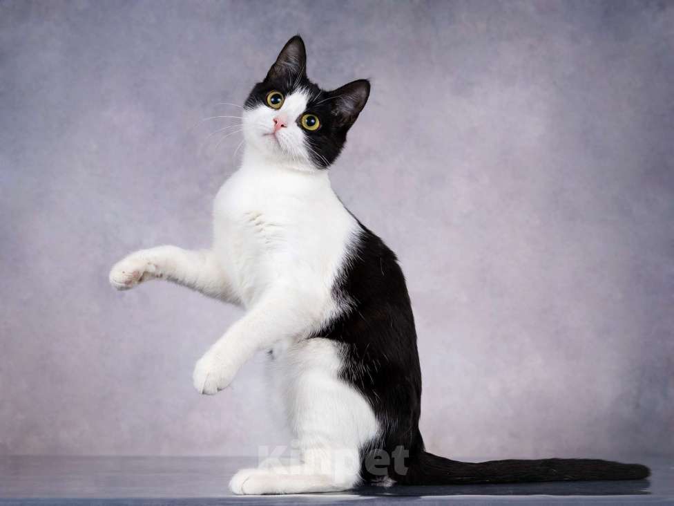 Кошки в Москве: Грациозность и любопытство– знакомьтесь, Мася! Девочка, 1 руб. - фото 7