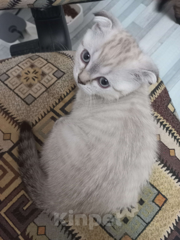 Кошки в Москве: Необыкновенная вислоухая кошечка таби поинт Девочка, 15 000 руб. - фото 4