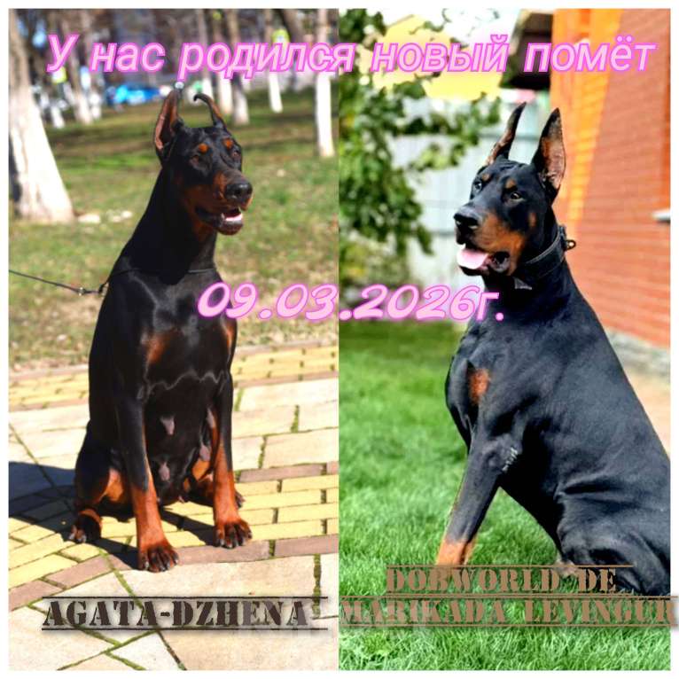 Собаки в других городах Краснодарского края: Щенки добермана мальчики Мальчик, 50 000 руб. - фото 8
