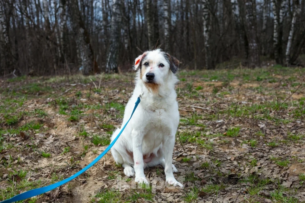 Собаки в Москве: Нежная Стеша в дар Девочка, Бесплатно - фото 3