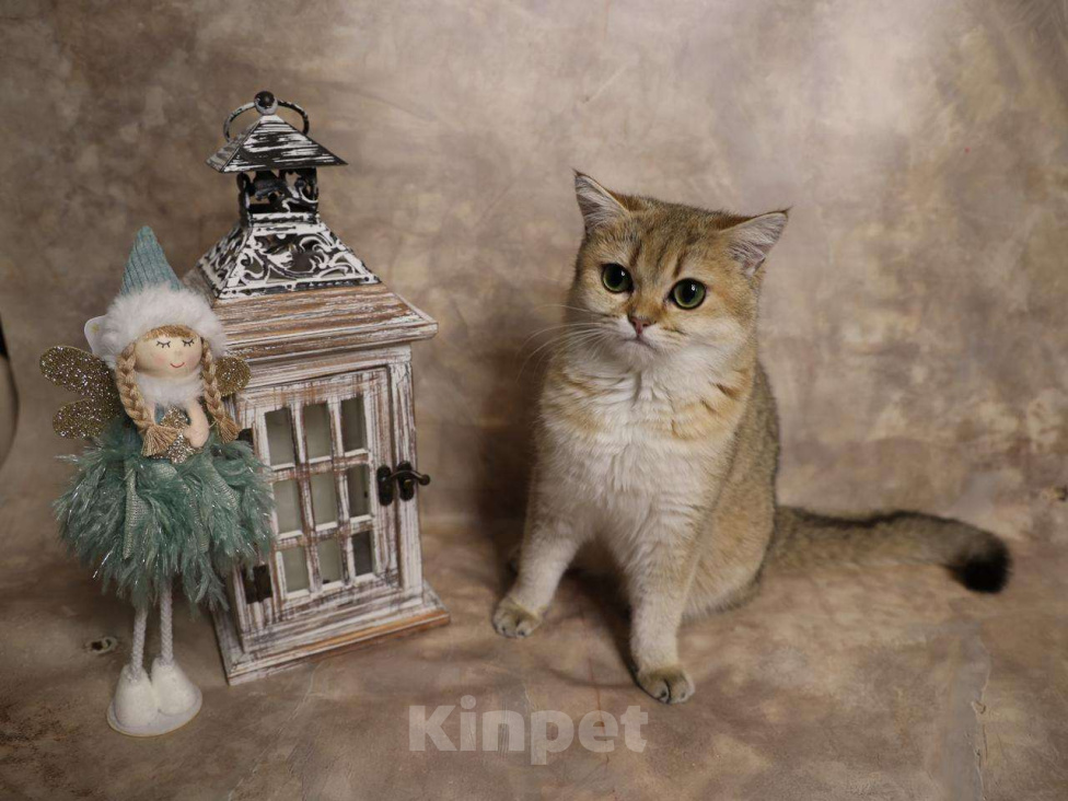 Кошки в Москве: Шотландский прямоухий короткошёрстный котёнок Девочка, 35 000 руб. - фото 6