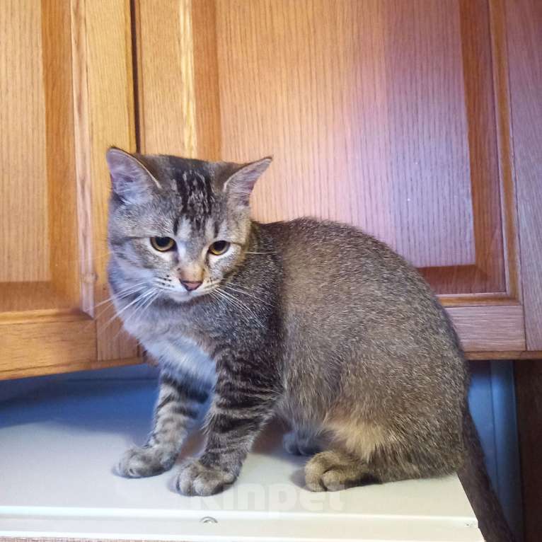 Кошки в Санкт-Петербурге: Бурмиллы, девочки.  Девочка, 5 000 руб. - фото 7