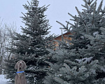 Собаки в Москве: Кобель для вязки  Мальчик, 25 000 руб. - фото 2