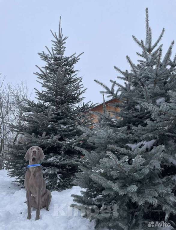 Собаки в Москве: Кобель для вязки  Мальчик, 25 000 руб. - фото 2