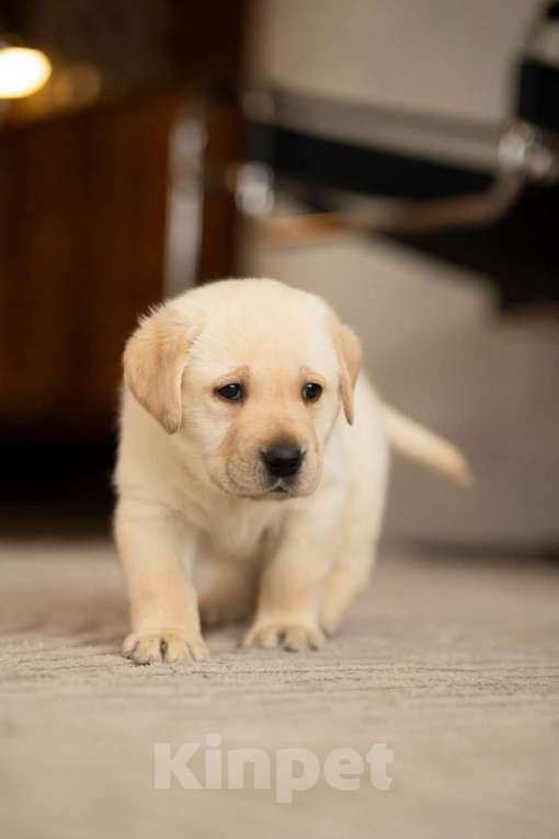 Собаки в Санкт-Петербурге: IRISLAV COME TRUE Мальчик, 140 000 руб. - фото 3