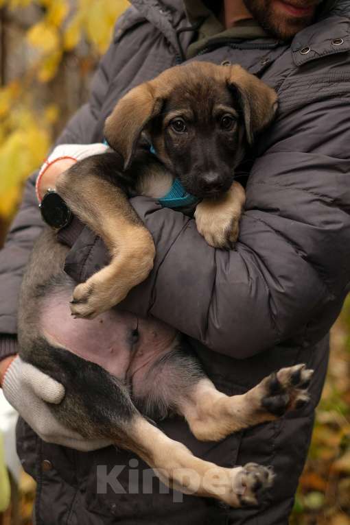 Собаки в Санкт-Петербурге: Мальчик 1 Мальчик, Бесплатно - фото 2