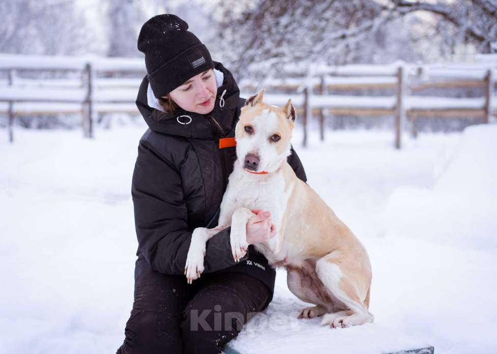 Собаки в Москве: Девочка из приюта ищет дом! Девочка, Бесплатно - фото 1