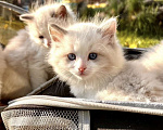 Кошки в Москве: Котята породы рэгдолл Девочка, 50 000 руб. - фото 6