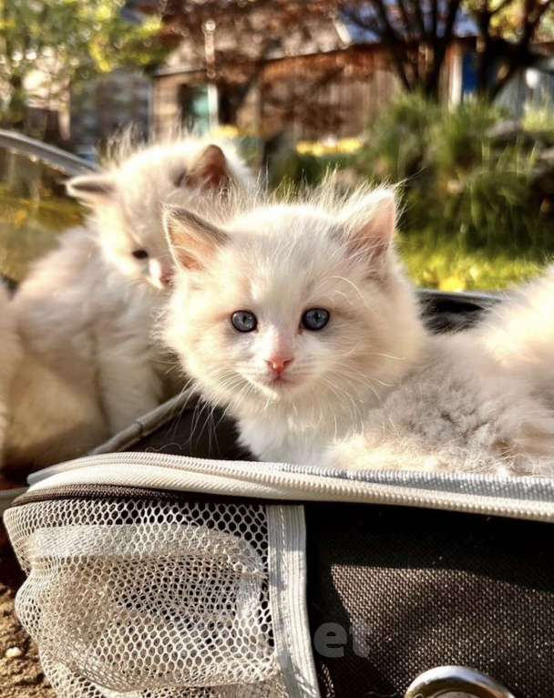 Кошки в Москве: Котята породы рэгдолл Девочка, 50 000 руб. - фото 6