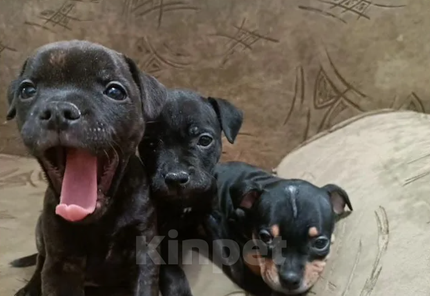 Собаки в Казани: Английский Стаффордширский Бультерьер Мальчик, Бесплатно - фото 5