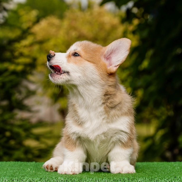Собаки в Воронеже: Щенок вельш корги пемброк — GRISHA WOLF Мальчик, 100 000 руб. - фото 4