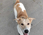 Собаки в Зеленограде: Джолин - добрая девочка ищет новый дом! Девочка, Бесплатно - фото 1