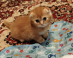 Кошки в Краснодаре: Милые котята Мальчик, 20 000 руб. - фото 1