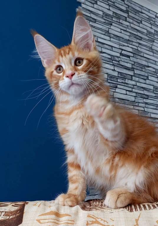 Кошки в Сочи: Котёнок Мейн кун Мальчик, 60 000 руб. - фото 2