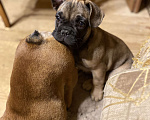 Собаки в Санкт-Петербурге: Шикарный мальчик французского бульдога  Мальчик, 45 000 руб. - фото 2