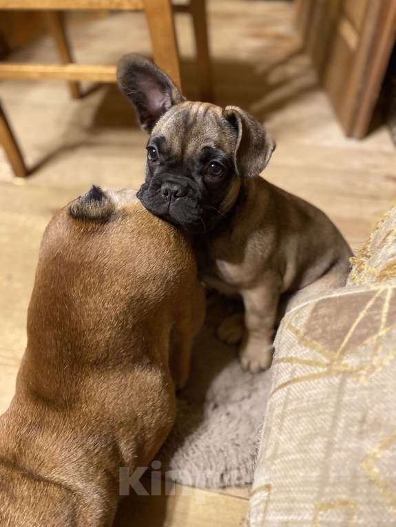 Собаки в Санкт-Петербурге: Шикарный мальчик французского бульдога  Мальчик, 45 000 руб. - фото 2