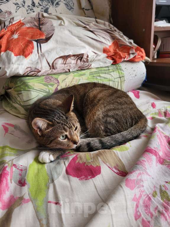 Кошки в Москве: Потерялся кот по кличке Сэм Мальчик, 10 000 руб. - фото 5