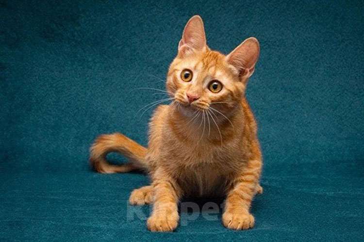 Кошки в Москве: Рыженькое солнышко Юна,чудесный ласковый котенок в добрые руки Девочка, 10 руб. - фото 6