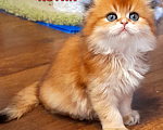 Кошки в Курске: Котенок sfl ny12 Девочка, 25 000 руб. - фото 1