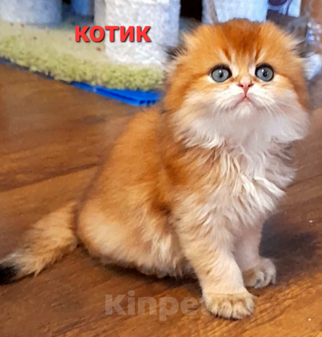 Кошки в Курске: Котенок sfl ny12 Девочка, 25 000 руб. - фото 1