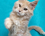 Кошки в Мытищах: Котенок Мейн-кун Мальчик, 30 000 руб. - фото 5