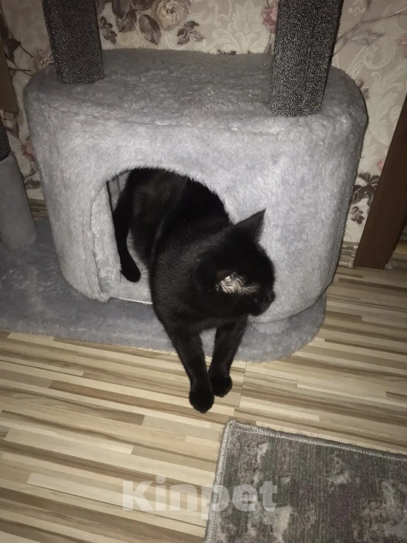 Кошки в Дмитрове: Отдам в добрые руки Девочка, Бесплатно - фото 8