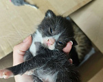 Кошки в Санкт-Петербурге: Котята со стройки Мальчик, Бесплатно - фото 1