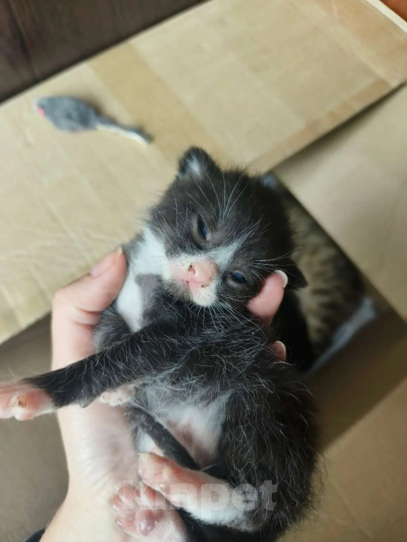 Кошки в Санкт-Петербурге: Котята со стройки Мальчик, Бесплатно - фото 1