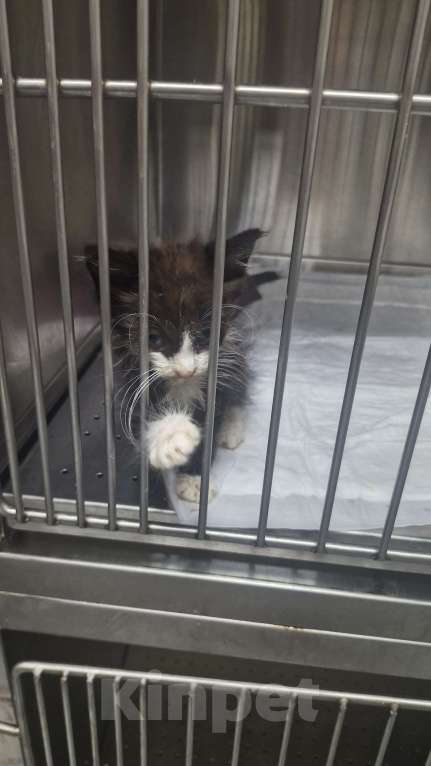 Кошки в Севастополе: Отдадим малыша в хорошие руки Мальчик, Бесплатно - фото 3