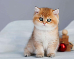 Кошки в Владивостоке: Золотой британский мальчик Мальчик, 80 000 руб. - фото 5