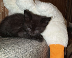Кошки в Энгельс: Котенок Симба Мальчик, 1 руб. - фото 2