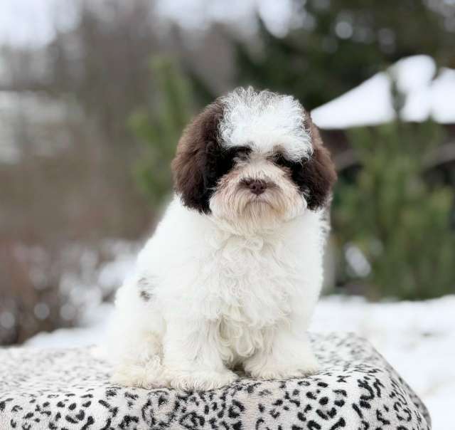 Собаки в Санкт-Петербурге: Мальтипу девочка от Китайских родителей Девочка, 200 000 руб. - фото 1