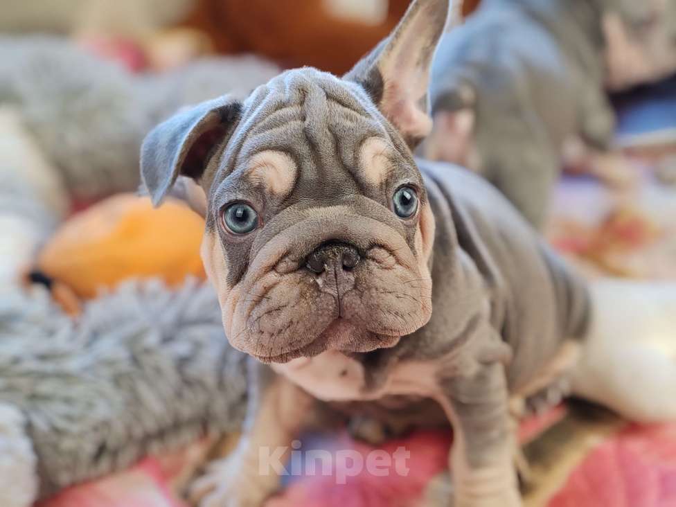 Собаки в Санкт-Петербурге: Бигроп Вельвет лиловый мальчик  Мальчик, 80 000 руб. - фото 2