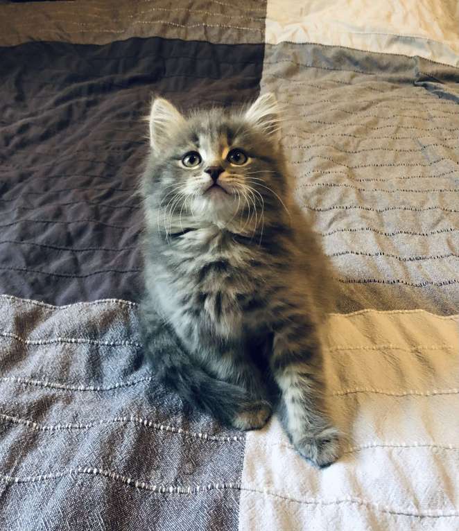 Кошки в Раменском: Пушистик-мальчик цвета нежное облачко Мальчик, 100 руб. - фото 3