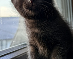 Кошки в Калининграде: Черный Кот-это избыток души❤️🐈‍⬛ Мальчик, Бесплатно - фото 6