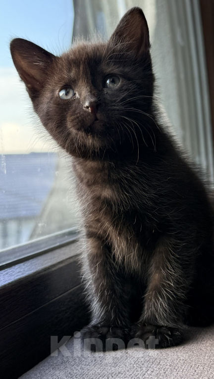 Кошки в Калининграде: Черный Кот-это избыток души❤️🐈‍⬛ Мальчик, Бесплатно - фото 6