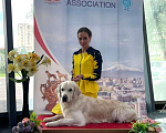 Собаки в Ставрополе: Золотистый ретривер-титулованный кобель на вязку Мальчик, 45 000 руб. - фото 1