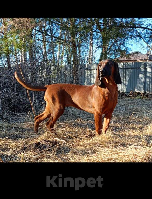 Собаки в Нижнем Новгороде: Продаётся сука 6 месяцев, документы РКФ, прививки и обработка по возрасту Девочка, 85 000 руб. - фото 3