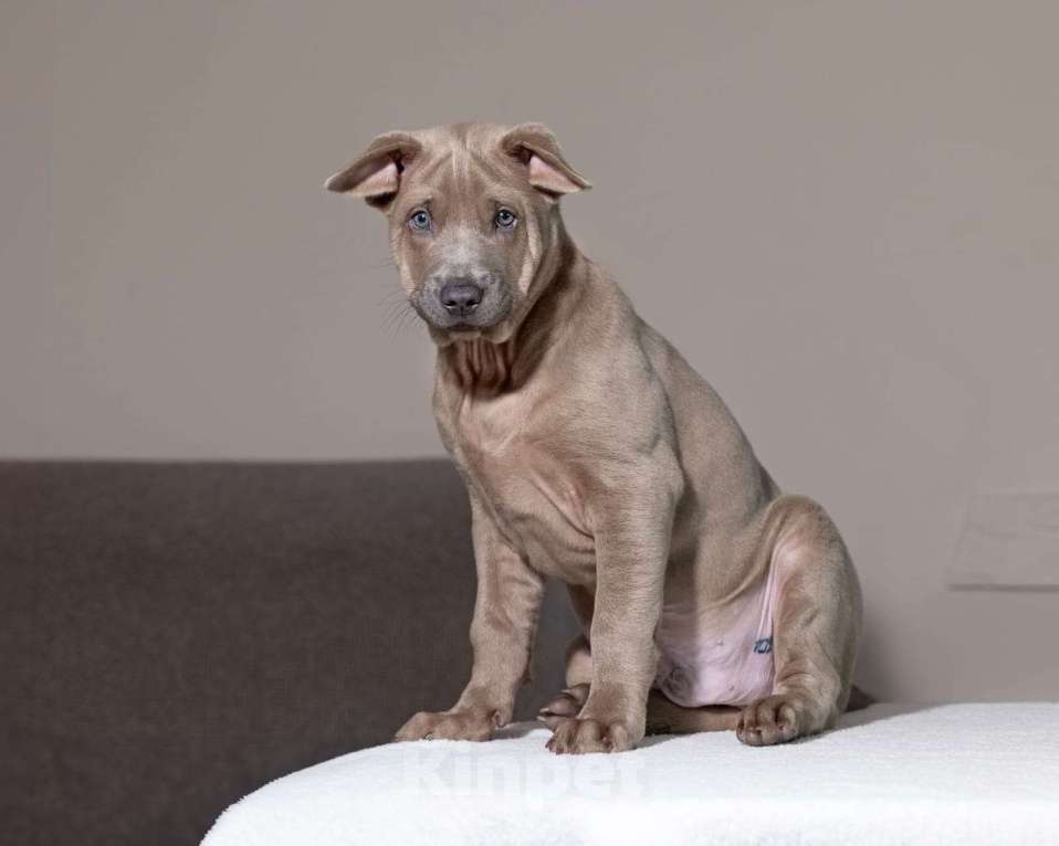 Собаки в Санкт-Петербурге: Мальчик изабеллового окраса Мальчик, 50 000 руб. - фото 4