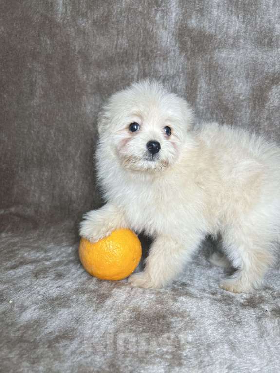 Собаки в Москве: Помапу девочка кремовая  Девочка, 35 000 руб. - фото 5