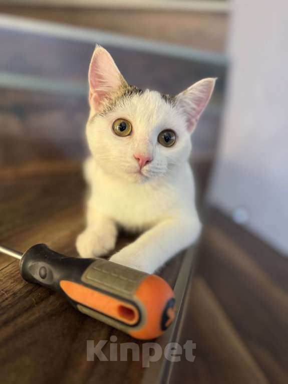 Кошки в Москве: Мия  Девочка, Бесплатно - фото 2