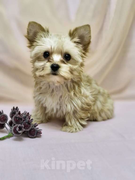 Собаки в Ростове-на-Дону: Голддаст йорк Мальчик, 20 000 руб. - фото 1