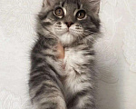 Кошки в Хабаровске: Драгоценный Мейн-кун Мальчик, 65 000 руб. - фото 1