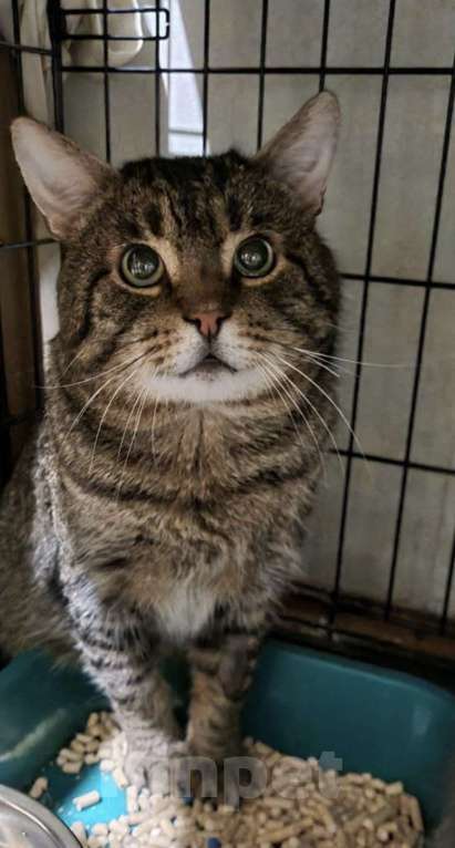 Кошки в Санкт-Петербурге: Тигра ждет своего Человека Мальчик, Бесплатно - фото 3