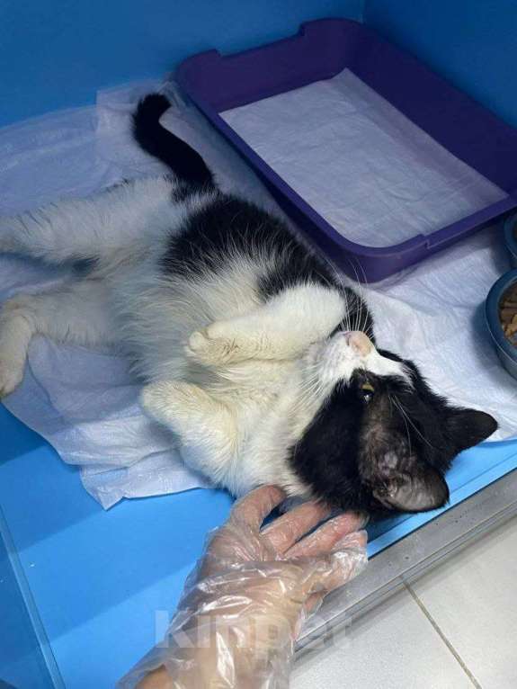 Кошки в Москве: Крош ищет дом Мальчик, Бесплатно - фото 2