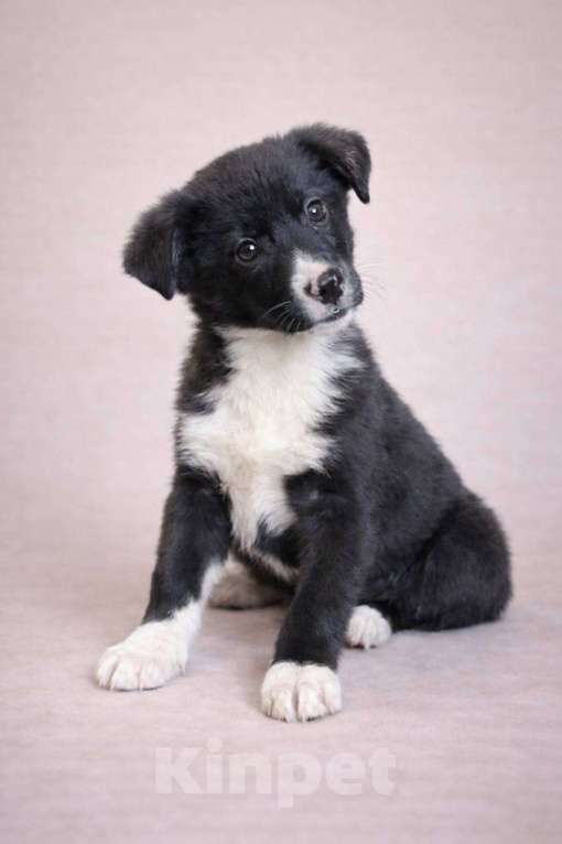 Собаки в Красногорске: Малышка Юта очень ждет свою семью Девочка, Бесплатно - фото 1